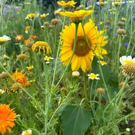 Esprit Charentais - The Byre Couette-café